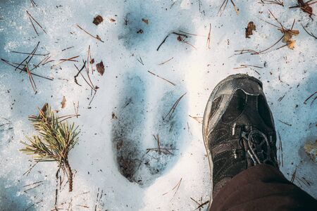 Imprint Of An Elk Trail On Snow. Comparison With Size Of A Persons Feet. Moose Trail On Forest Ground In Winter Season. Belarus Or European Part Of Russia.の写真素材