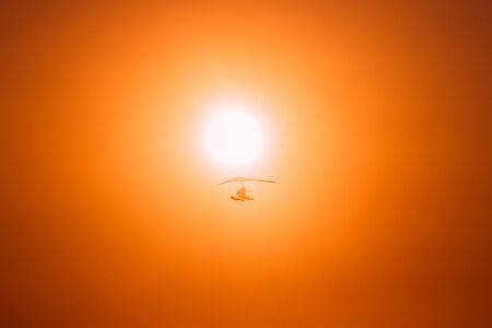 Motorized Hang Glider Flying In Clear Sunny Sunset Sky With Sun On Backgroundの写真素材