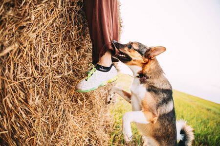 Angry Aggressive Mixed Breed Dog Dog Bites A Leg Of A Man Running Across Fieldの写真素材