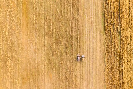 Aerial View Of Rural Landscape. Combine Harvester And Truck Working Together In Field, Collects Seeds. Harvesting Of Wheat In Autumn. Agricultural Machine Collecting Golden Ripe. Birds-eye Drone Viewの写真素材