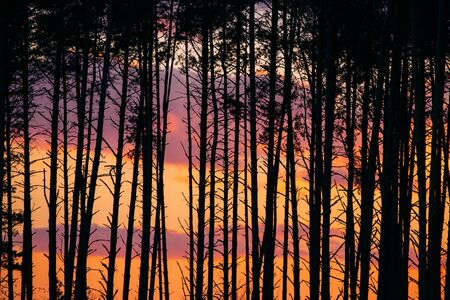 Sunset Sunrise In Pine Forest. Close View Of Dark Black Spruce Trunks Silhouettes In Natural Sunlight Of Bright Colorful Dramatic Sky. Sunshine In Sunny Coniferous Forestの写真素材