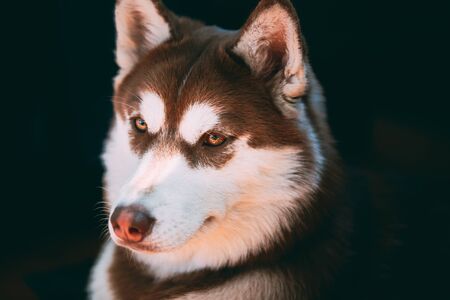Close Up Funny Young White And Brown Husky Dogの写真素材