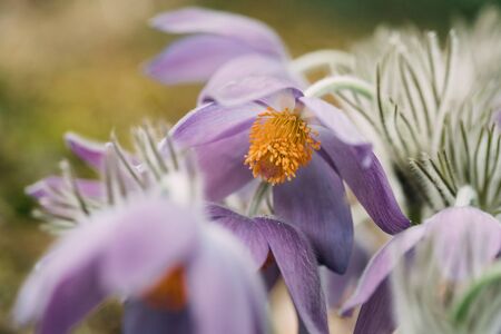 Belarus. Beautiful Wild Spring Flowers Pulsatilla Patens. Flowering Blooming Plant In Family Ranunculaceae, Native To Europe, Russia, Mongolia, China, Canada And United Statesの写真素材