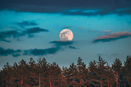 Full Moon Rising Above Pine Forest Landscape In Belarus Or European Part Of Russia During Sunset Time Of Summer Evening. Sunrise Nature At Sunny Morningの写真素材