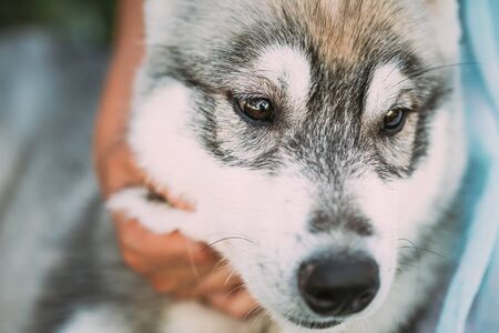 Puppy Dog Husky Close Up Portraitの写真素材