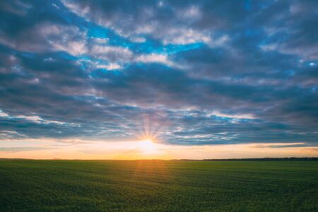 Sunset Sunrise Over Field With Young Wheat Sprouts. Bright Dramatic Sky Above Meadow. Countryside Landscape Under Scenic Colorful Sky At Sunset Dawn Sunrise. Skyline Horizonの写真素材