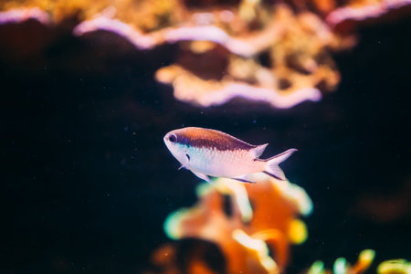 Chromis Viridis Or Green Chromis Is Species Of Damselfish Swimming In Water