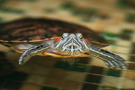 Small Red-ear Turtles Swiming In Pondの写真素材