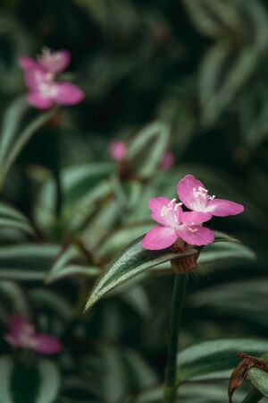 Close View Of Tradescantia Zebrina, Formerly Known As Zebrina Pendula In Botanical Garden.の写真素材