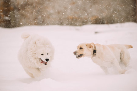 Two Funny Dogs - Labrador Dog And Samoyed Playing And  Running Outdoor In Snow, Winter Season....