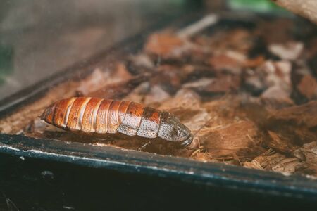 The Madagascar Hissing Cockroach Or Gromphadorhina Portentosa, Aka The Hissing Cockroach Or Simply Hisser, Is One Of The Largest Species Of Cockroach. They Are Native To The Island Of Madagascar.の写真素材