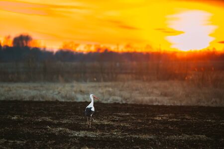 Adult European White Stork Walking In Spring Meadow Lit By Sunset Sunlight. Wild Bird In Sunny Evening In Belarus. Sunshine Above Spring Meadow Landscapeの写真素材