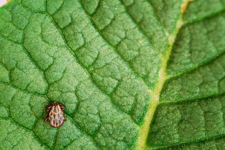Dermacentor Reticulatus On Green Leaf. Also Known As The Ornate Cow Tick, Ornate Dog Tick, Meadow Tick, And Marsh Tick. Family Ixodidae. Ticks Are Carriers Of Dangerous Diseases.の写真素材