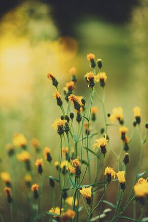Close Up Grass And Yellow Flowers At Late Summer.の写真素材
