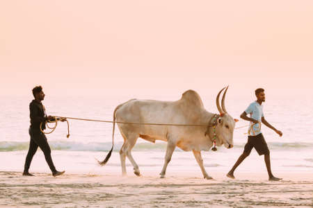Arossim, Goa, India - February 12, 2020: Two Men Leading Bull Along Beachのeditorial素材