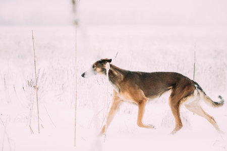 Hunting Sighthound Hortaya Borzaya Dog During Hare-hunting At Winter Day In Snowy Field