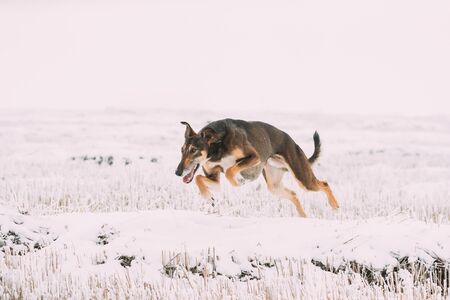 Hunting Sighthound Hortaya Borzaya Dog Fast Running During Hare-hunting At Winter Day In Snowy Fieldの写真素材