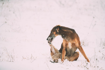 Hunting Sighthound Hortaya Borzaya Dog Licking His Paw At Winter Day In Snowy Field During...