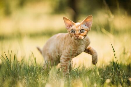 Funny Young Red Ginger Devon Rex Kitten In Green Grass. Short-haired Cat Of English Breedの写真素材