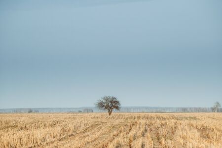 Lonely Tree In Without Foliage In Spring Field. Agricultural Landscapeの写真素材
