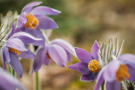 Belarus. Beautiful Wild Spring Flowers Pulsatilla Patens. Flowering Blooming Plant In Family...