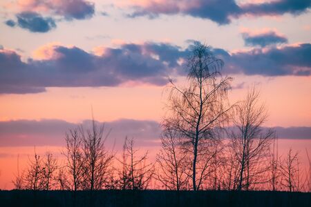 Dark Black Trees Trunks Silhouettes In Natural Sunlight Of Bright Colorful Dramatic Sky. Sunny Sunset Sunrise.の写真素材