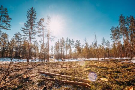 Fallen Tree Trunks In Deforestation Area. Pine Forest Landscape In Sunny Spring Day. Green Forest Deforestation Area Landscape.の写真素材