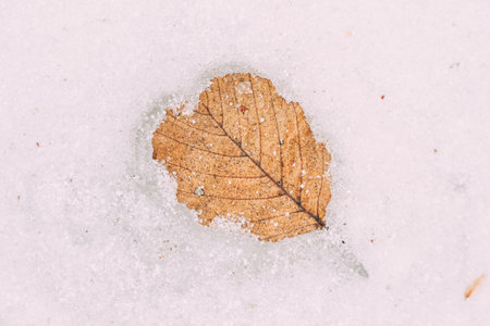 Dry Yellow Leaf Lie On Melting Spring March Snow. Top Flat View.