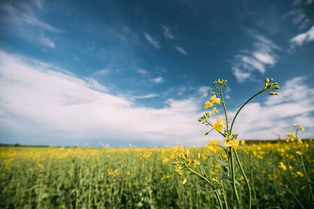 Close Up Of Blossom Of Canola Yellow Flowers Under Sunny Sky. Rape Plant, Rapeseed, Oilseed Field Meadow Grassの写真素材