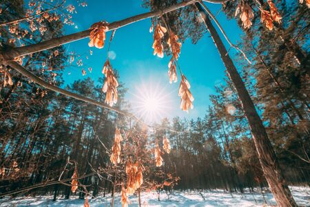 Sunshine Through Dry Of Maple Branches In Sunny Winter Day. Close Up Of Maple Distinctive Fruits Also Called Samaras, Maple Keys, Whirlybirds Or Polynoses.の写真素材