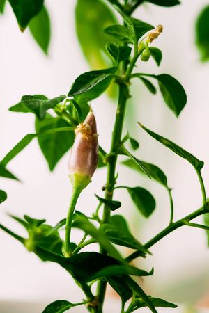 Small Organic Pepper Plant Growing On Garden Bed Plantation In Spring Season. Green Sprout With Leaves Growing From Soil In Pot. Spring, Concept Of New Life. Agricultural Seasonの写真素材