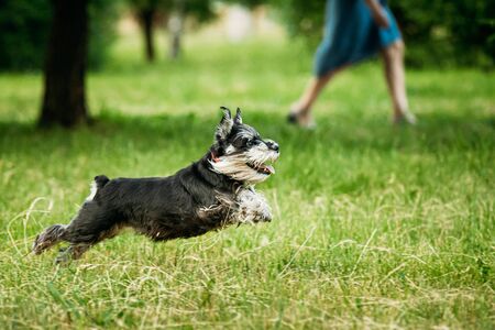Miniature Schnauzer Dog Or Zwergschnauzer Funny Fast Running Outdoor In Summer Grassの写真素材