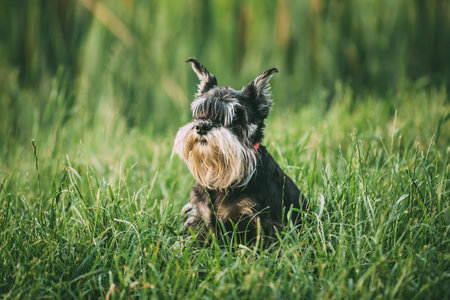 Miniature Schnauzer Dog Or Zwergschnauzer Funny Fast Running Outdoor In Summer Grass