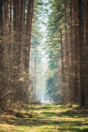Winding Countryside Road Path Walkway Lane  Through Spring Coniferous Forest In Sunny Day. Natural Blurred Boke Bokeh Background.の写真素材