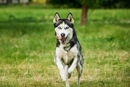 Siberian Husky Dog Funny Running Outdoor In Summer Grassの写真素材