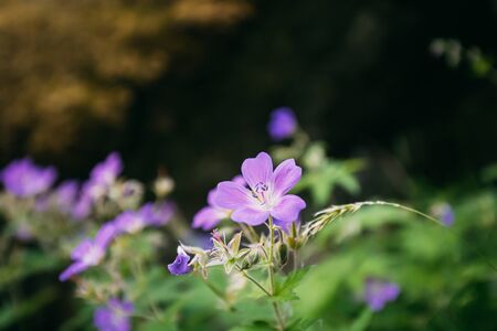 Hordaland, Norway. Geranium Plant Flowers Blooming In Summer Norwegian Forest. Cranesbillsの写真素材