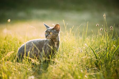 Funny Young Gray Devon Rex Kitten Sitting In Green Grass. Short-haired Cat Of English Breedの写真素材