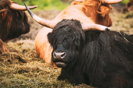 Black Highland Cattle Cow Graze On A Summer Livestock Pasture. Scottish Cattle Breed In Summer Day....
