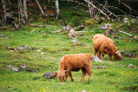Highland Cattle Cows Graze On A Summer Livestock Pasture. Scottish Cattle Breed In Summer Day.の写真素材