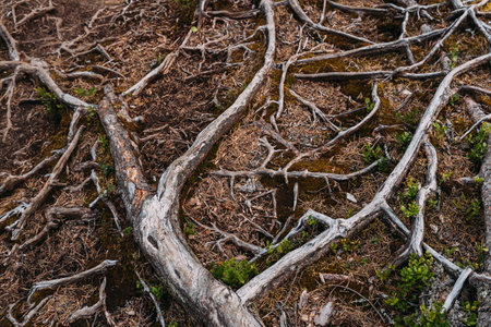 Norway. Roots Of An Old Tree In Summer Norwegian Forest.の写真素材