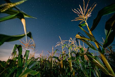 Bottom View Of Night Starry Sky From Green Maize Corn Field Plantation In Summer Agricultural Season. Night Stars Above Cornfield In August Month.の写真素材