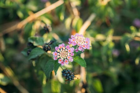 Blooming Pink Flowers Of Lantana In Summer Garden.の写真素材
