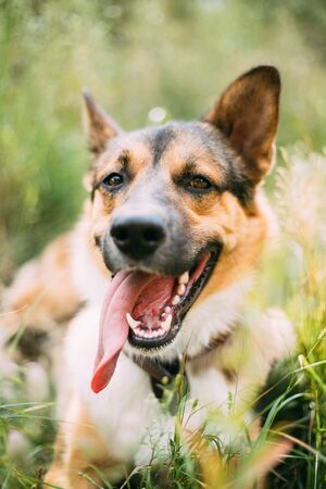 Close Up Portrait Of Funny Mixed Breed Dog Playing In Green Grassの写真素材
