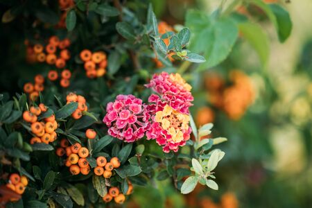 Blooming Pink Flowers Of Lantana On Background Pyracantha Coccinea Plant In Gardenの写真素材