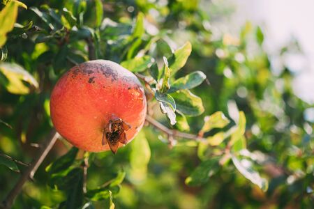 Ripe Pomegranate Hanging On Branch In Autumn Season.の写真素材