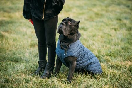 Black Cane Corso Dog Sitting Near Human. Dog Wears In Warm Clothes. Big Dog Breedsの写真素材