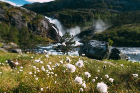 Kinsarvik, Hordaland, Norway. Norwegian Landscape With Mountains Cotton Grass, Cotton-grass Or Cottonsedge Eriophorum And Waterfall Nykkjesoyfossen On Background. Hardangervidda Mountain Plateauの写真素材