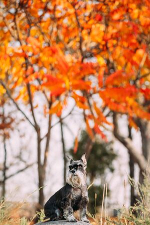 Miniature Schnauzer Dog Or Zwergschnauzer Funny Sitting Outdoor In Autumn Dayの写真素材