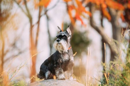Miniature Schnauzer Dog Or Zwergschnauzer Funny Sitting Outdoor In Autumn Dayの写真素材