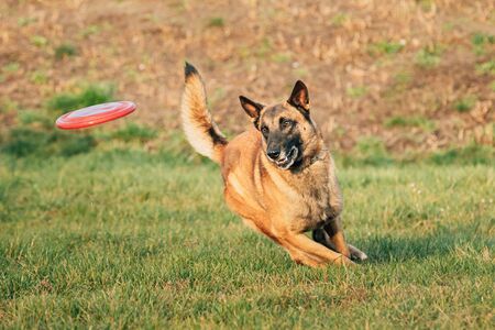 Malinois Dog Play Running With Plate Toy Outdoor In Park. Belgian Sheepdog Are Active, Intelligent, Friendly, Protective, Alert And Hard-working. Belgium, Chien De Berger Belge Dogの写真素材